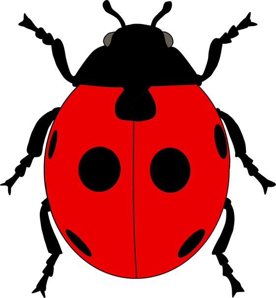 Ladybug Insect Illustration